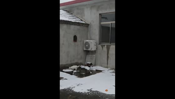 Cat repeatedly fails to jump onto rooftop from AC unit in Jiangsu, China