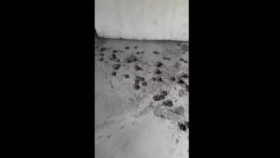 Dog paw prints ruin freshly installed floor in Phuket, Thailand