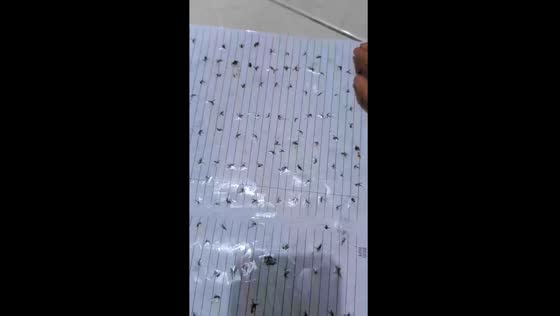 Bizarre hobby: brother creates unique booklet with dead mosquitoes