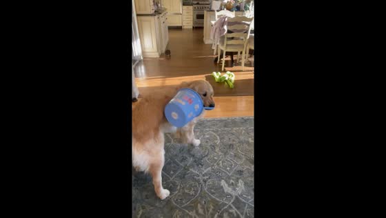 Golden retriever finds joy in simple Easter basket fun