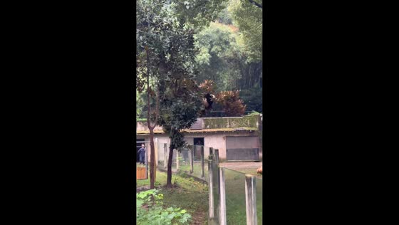 Panda falls from tree after branches break in Chongqing, China