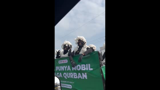 Drivers amused by sheep-costumed campaigners in Kaligawe, Indonesia