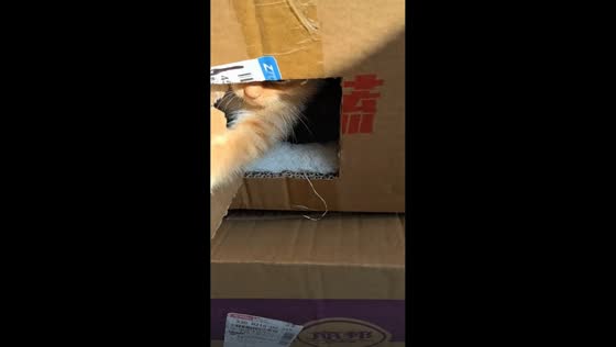 Playful kitten keeps closing miniature box door in Jiangsu, China