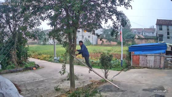 Man falls with ladder while cutting tree branch in Jiangsu, China