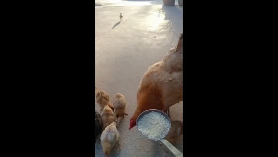 Mother hen feeds her chicks before eating in Zhejiang, China