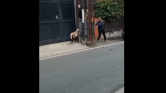 The girl decided to play with the goat around the post before the girl fell!