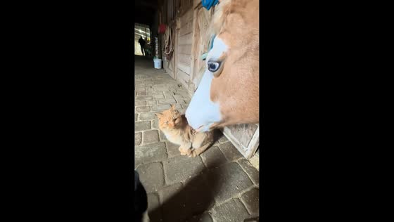Horse gently licks cat in adorable moment in Guangdong, China