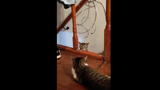 Stealthy cat stairway surprise: video captures feline shenanigans