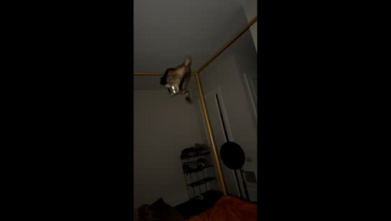Cat struggles to balance on thin bed frame bar in Cincinnati, Ohio