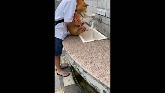Dog gets a bath while helping with its own washing in Fukuoka