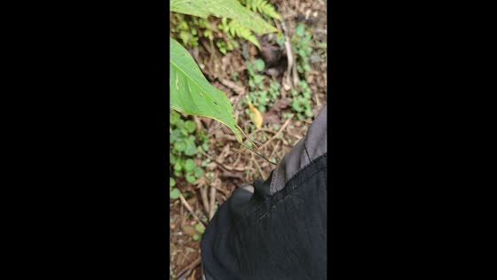 Damselfly approaches hiker’s trousers in Bogor, Java, Indonesia