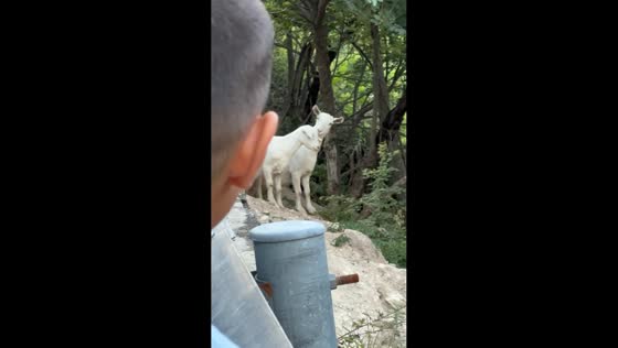Boy mimics goats as they watch him from mountain slope in Sichuan, China