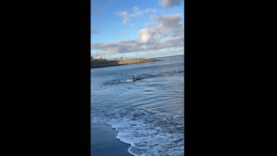 Shark sighting sends beachgoers fleeing in Las Palmas