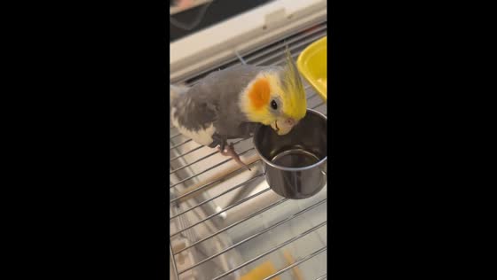 Parrot demands food from its owner in Fujian, China