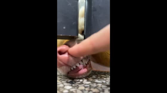 Playful dog pokes nose through hole in Zhejiang, China