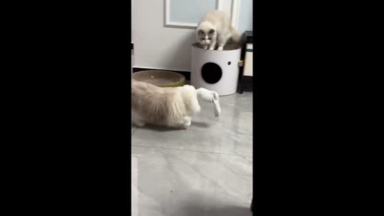Ragdoll cat walks with face covered in socks in Henan, China