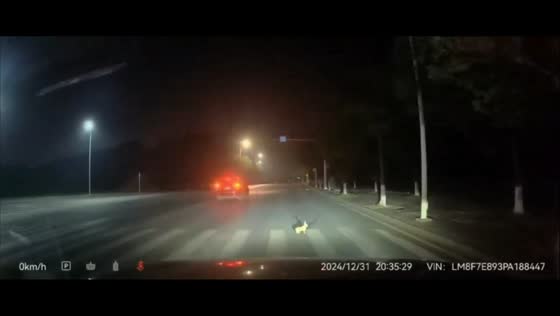Rabbit spotted hopping in the middle of the road in Hunan, China