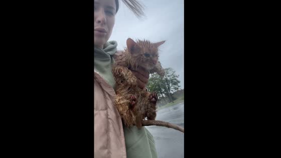 Rescue in the rain: Tatyana saves stranded kitten Sheikh on a highway
