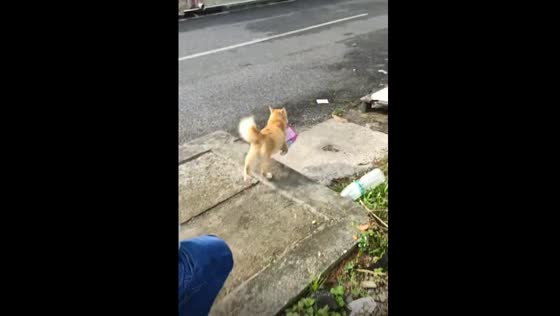 Whiskas heist: mischievous cat's daring escape caught on camera!