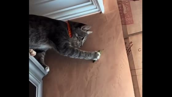 Cat's hunt backfires: grasshopper's daring escape leaves owner in shock