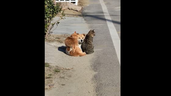 The cat is sitting on the dog beside the road