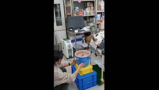 Staff's dedication: nurturing a paralyzed red-crowned crane in Kushiro, Japan