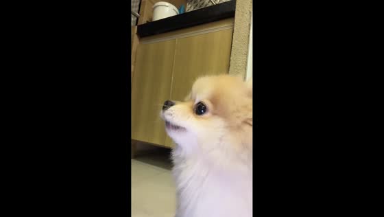 Dog hilariously imitates pigeon sounds in Campinas, São Paulo, Brazil