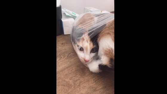 Hilarious video of cat's determination to escape polyethene bag