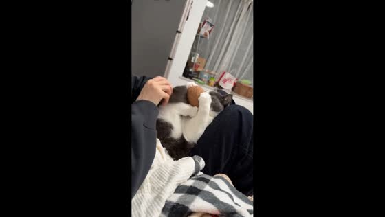 Unexpected cat ambush sends plush toy flying in Guangdong, China