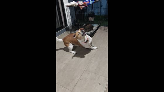 Unusual barking behavior: dog startled into prolonged, leaning barks