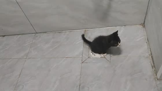 Clever kitten uses bathroom drain in Jiangsu, China