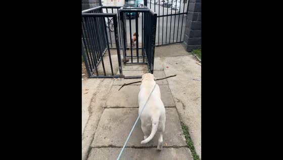 Dog hilariously struggles to squeeze through narrow gate with stick in mouth in Henan, China