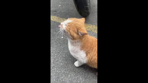 Kitten enjoys gentle patting in Sichuan, China