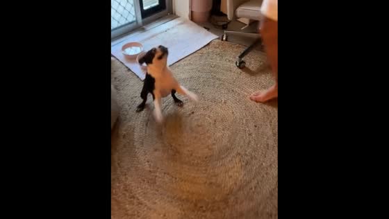 Daphne the dog does a happy dance after mastering the dog door 