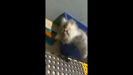 Cat finds unusual sleeping spot: balancing act on plastic container edge