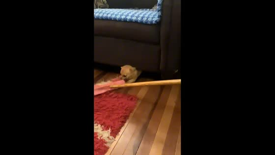 Dog fiercely guards hidden treasures under couch in Quilpué, Chile
