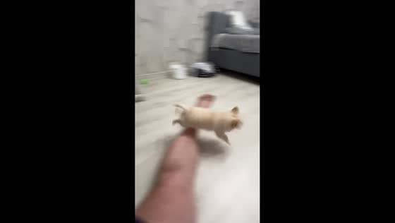 Energetic dog Timka zooms around room in Brest, Belarus