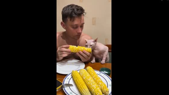 Corn connoisseur cat: a hilarious tale of Coconut's seasonal delight