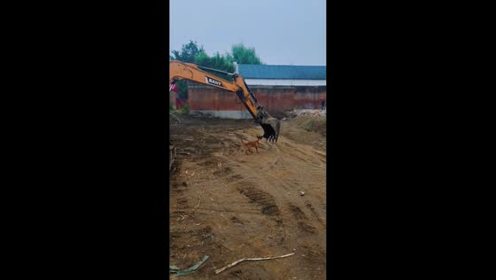 Dog enjoys playful excavator ride in Hebei, China