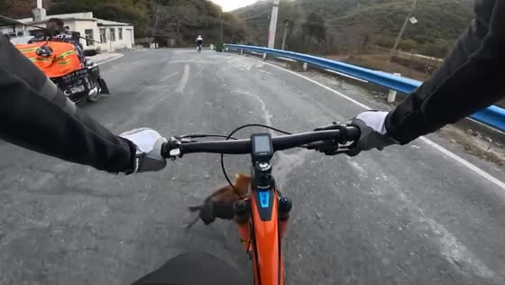 Bizarre bicycle mishap: chicken dash leads to unexpected fall for cycling enthusiast in Henan, China