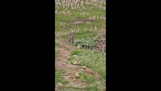 Cat startled by sudden appearance of another cat in Jiangxi, China