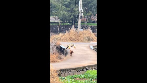 Goose’s failed takeoff attempt amuses in Jiangsu, China