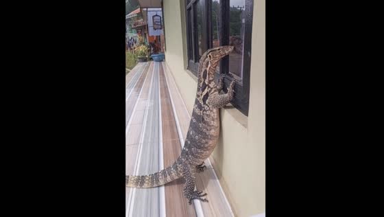 Unusual sunbathing buddy: large lizard pet enjoys window peeping in Bandung, Indonesia