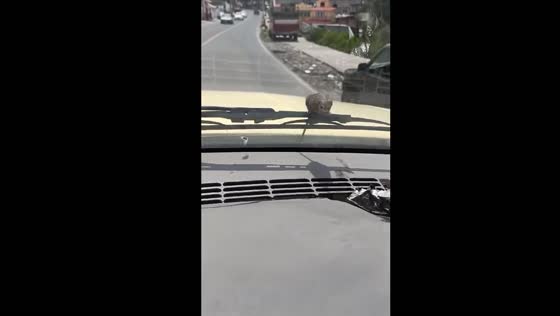 Driver encounters mouse on windshield while driving in San Miguel Zinacantepec, Mexico