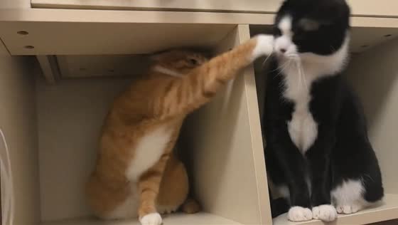 Two playful cats turn a peaceful cabinet hangout into a lighthearted scuffle in Hebei, China