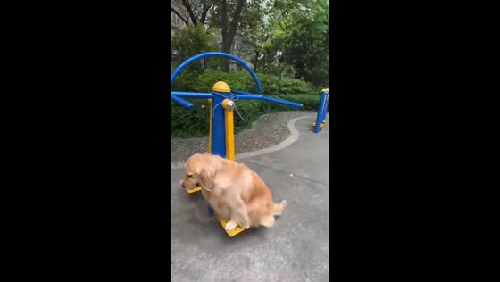 Golden retriever balances on a swinging air walker in Jiangsu, China