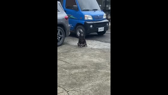 Xiaohei, the dog sits like a human in Jiangsu, China
