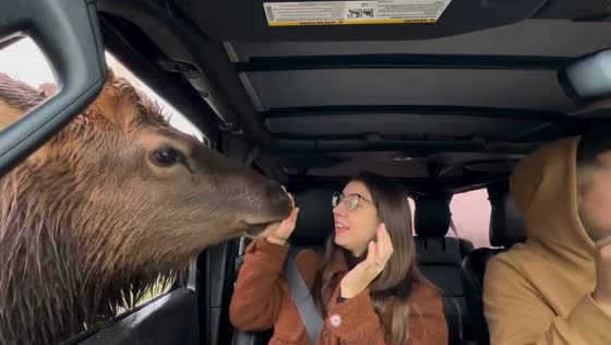 Wild safari shenanigans: naughty deer and bison surprises in Port Angeles drive-thru adventure!