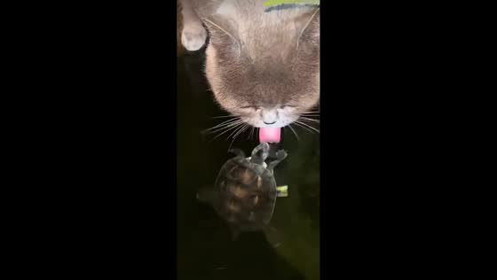 Turtle tries to bite cat's tongue in Ireland