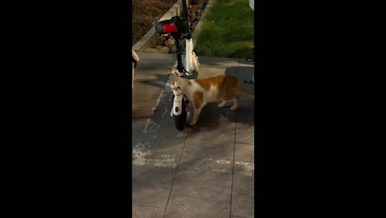 Curious cat keeps biting a decoration attached to a scooter in Sichuan, China